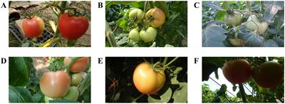 An improved YOLOv7 model based on Swin Transformer and Trident Pyramid Networks for accurate tomato detection